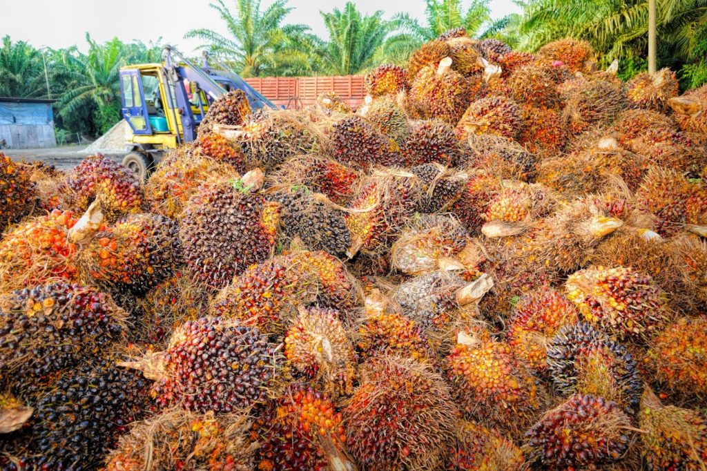 Palm Oil Free: Green Or Greenwashing?